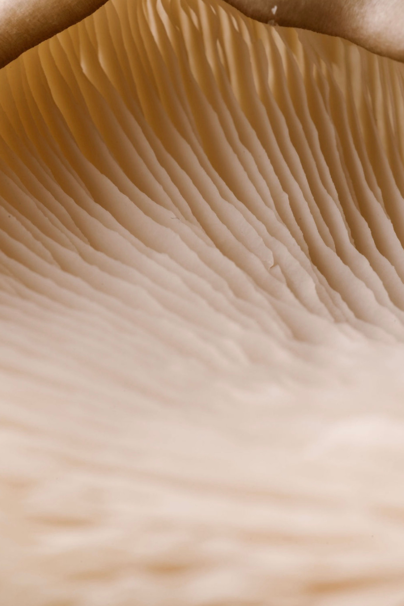 Ontwerp zonder titel (4).png