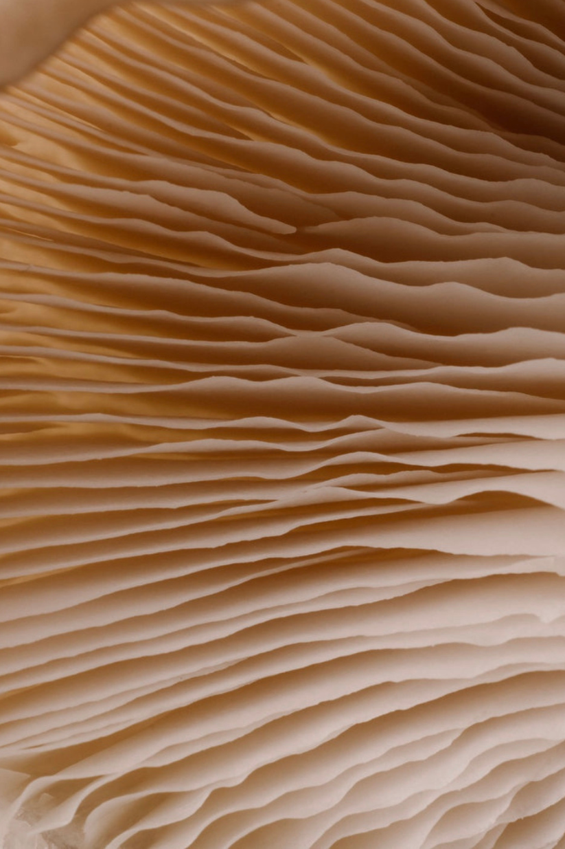 Ontwerp zonder titel (5).png